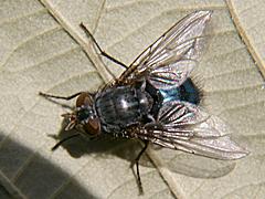Blue Bottle Fly